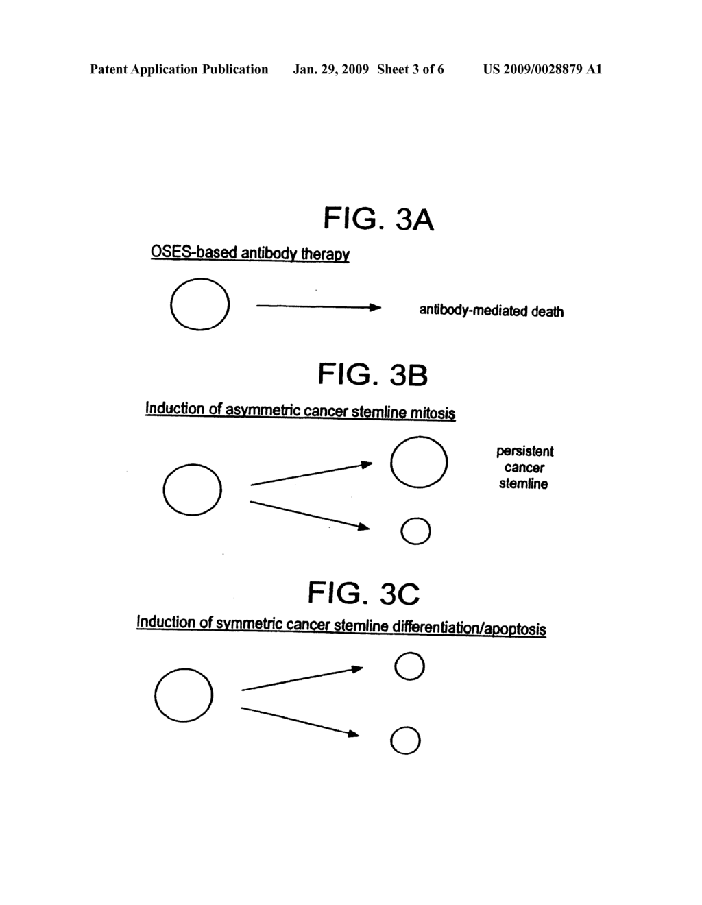 NOVEL METHODS OF CANCER DIAGNOSIS AND THERAPY TARGETED AGAINST A CANCER STEM LINE - diagram, schematic, and image 04