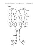 OLIGOMERIC RECEPTOR LIGAND PAIR MEMBER COMPLEXES diagram and image