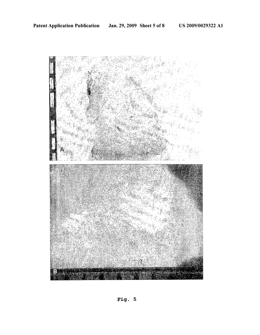 Use of Stem Cells, Method of Tissue Engineering, Use of Dental Tissues and Tooth Biological Substitute - diagram, schematic, and image 06