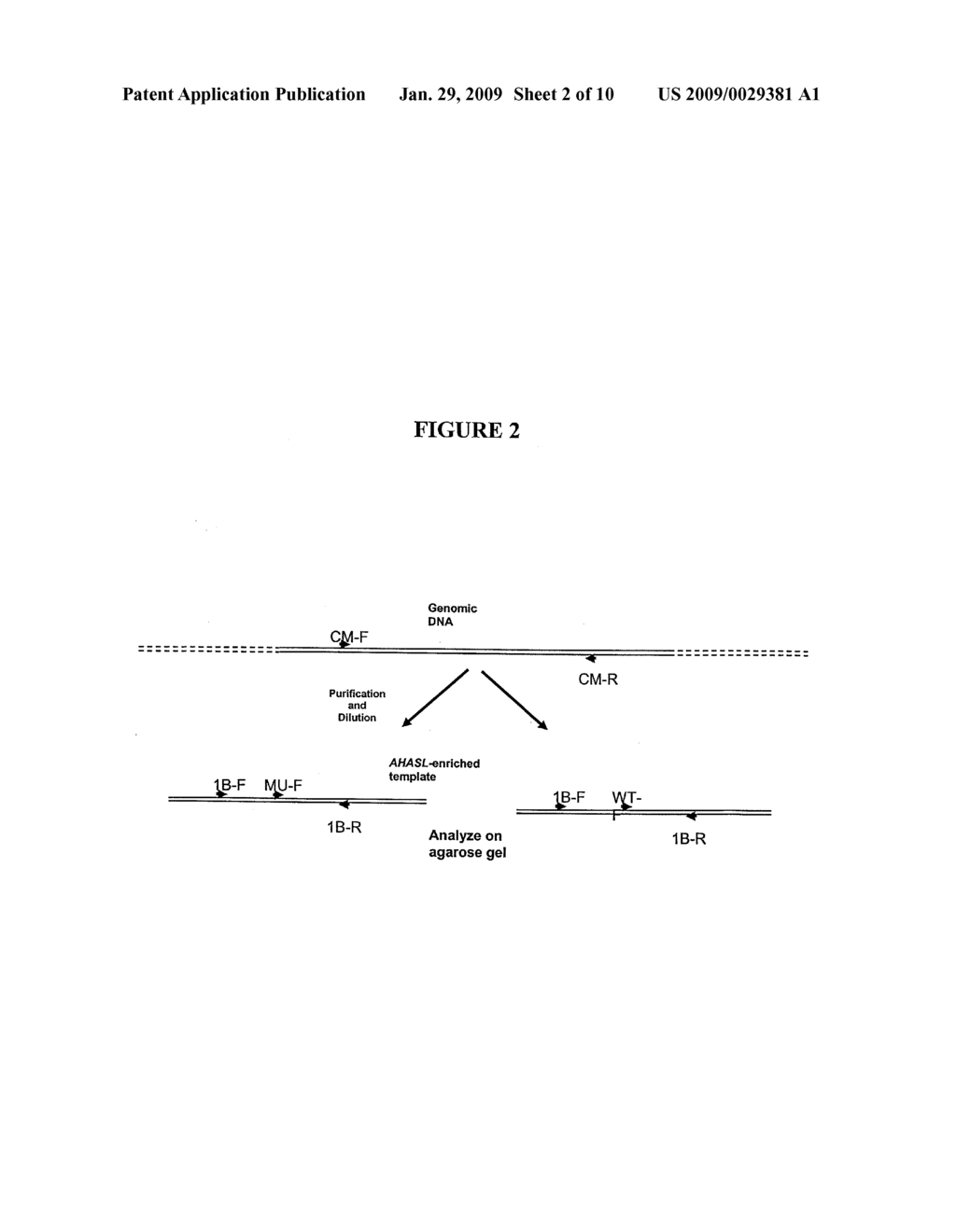 METHODS AND COMPOSITIONS FOR ANALYZING AHASL GENES - diagram, schematic, and image 03