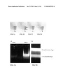 MAGNETIC-NANOPARTICLE CONJUGATES AND METHODS OF USE diagram and image