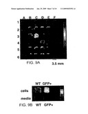 MAGNETIC-NANOPARTICLE CONJUGATES AND METHODS OF USE diagram and image