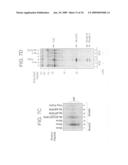 Pharmaceuticals and methods for treating hypoxia and screening methods therefor diagram and image