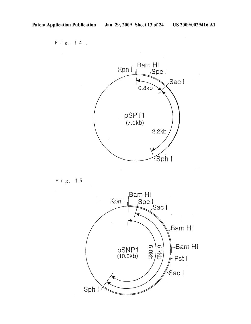 HYPERTHERMOSTABLE PROTEASE GENE - diagram, schematic, and image 14