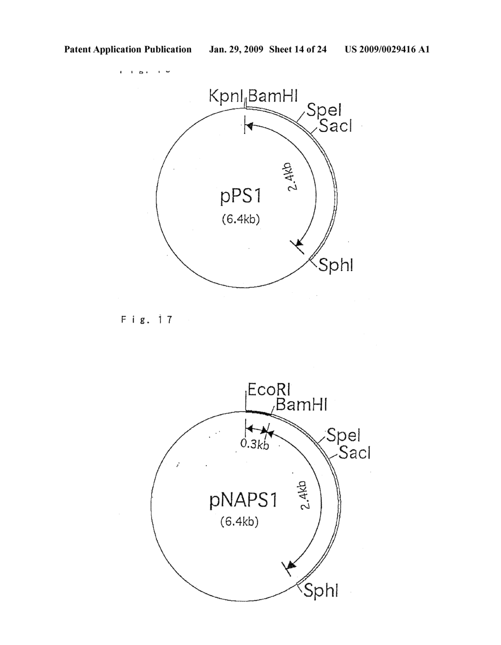 HYPERTHERMOSTABLE PROTEASE GENE - diagram, schematic, and image 15