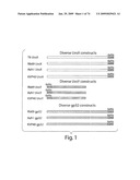 Recombinase polymerase amplification diagram and image