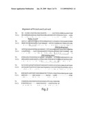 Recombinase polymerase amplification diagram and image