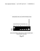 Recombinase polymerase amplification diagram and image