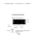 Recombinase polymerase amplification diagram and image