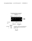 Recombinase polymerase amplification diagram and image