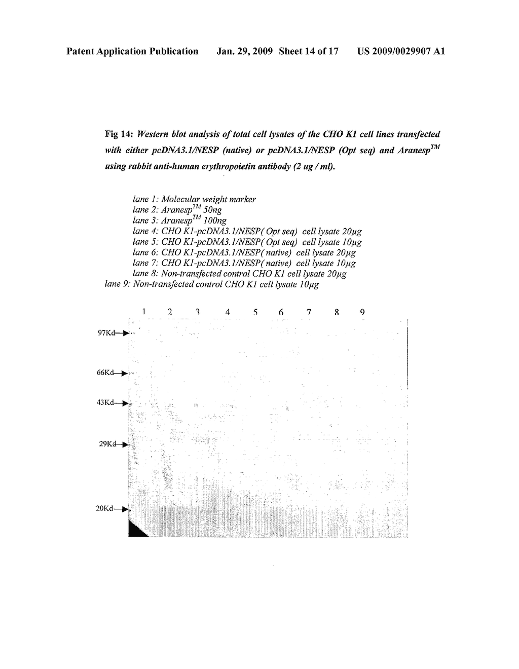 Recombinant Method for Production of an Erythropoiesis Stimulating Protein - diagram, schematic, and image 15