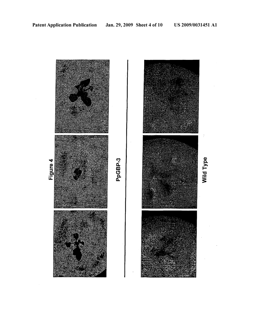 GTP Binding Stress-Related Proteins and Methods of use in Plants - diagram, schematic, and image 05