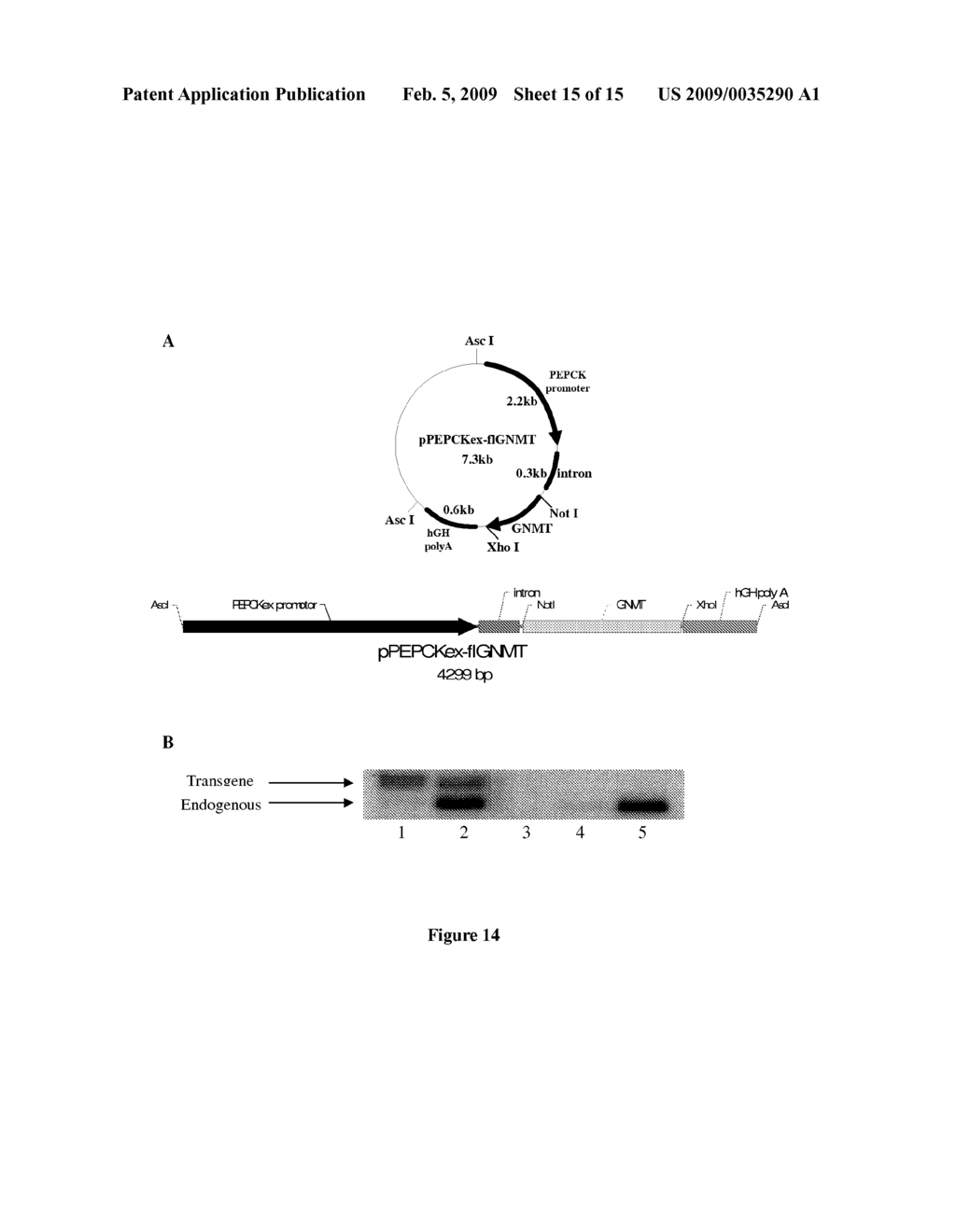 Glycine N-methyltransferase (GNMT) Animal model and use thereof - diagram, schematic, and image 16