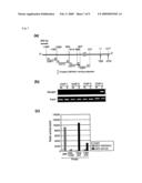 METHODS OF DETECTING METHYL TRANSFERASE ACTIVITY AND METHODS OF SCREENING FOR METHYL TRANSFERASE ACTIVITY MODULATORS diagram and image