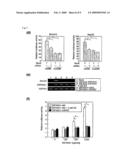 METHODS OF DETECTING METHYL TRANSFERASE ACTIVITY AND METHODS OF SCREENING FOR METHYL TRANSFERASE ACTIVITY MODULATORS diagram and image