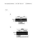 METHODS OF DETECTING METHYL TRANSFERASE ACTIVITY AND METHODS OF SCREENING FOR METHYL TRANSFERASE ACTIVITY MODULATORS diagram and image