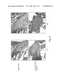 Composite scaffolds and methods using same for generating complex tissue grafts diagram and image