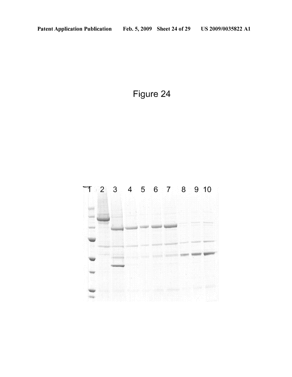 Fusion Proteins - diagram, schematic, and image 25