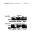 NUCLEIC ACID-TEMPLATED CHEMISTRY IN ORGANIC SOLVENTS diagram and image