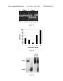 METHODS AND COMPOSITIONS FOR THE SPECIFIC INHIBITION OF GENE EXPRESSION BY DOUBLE-STRANDED RNA diagram and image