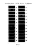 ARRAYS, SUBSTRATES, DEVICES, METHODS AND SYSTEMS FOR DETECTING TARGET MOLECULES diagram and image