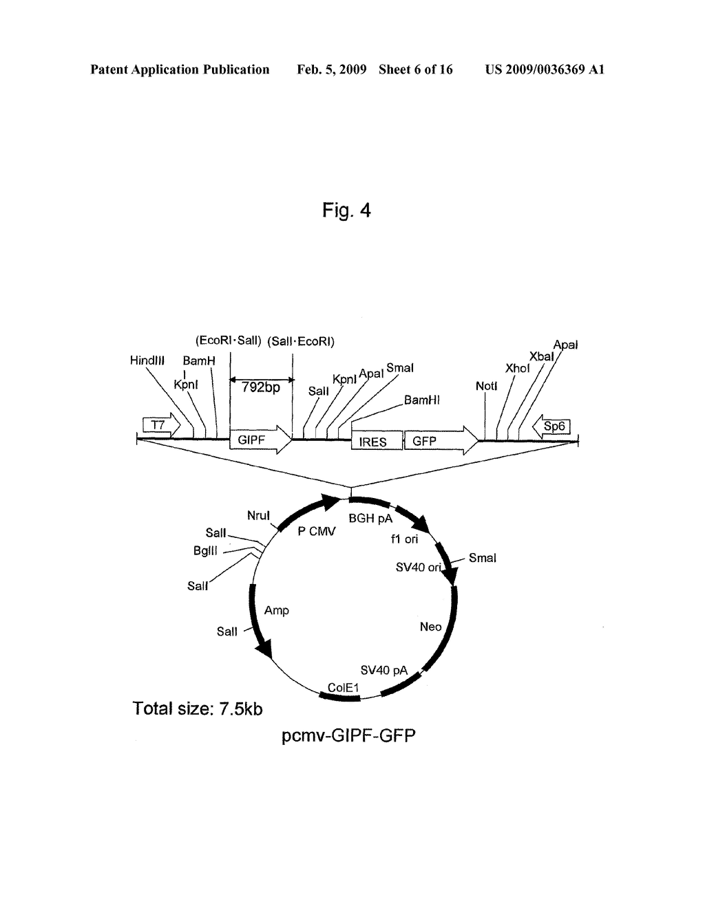 ANTI-TUMOR AGENTS COMPRISING R-SPONDINS - diagram, schematic, and image 07