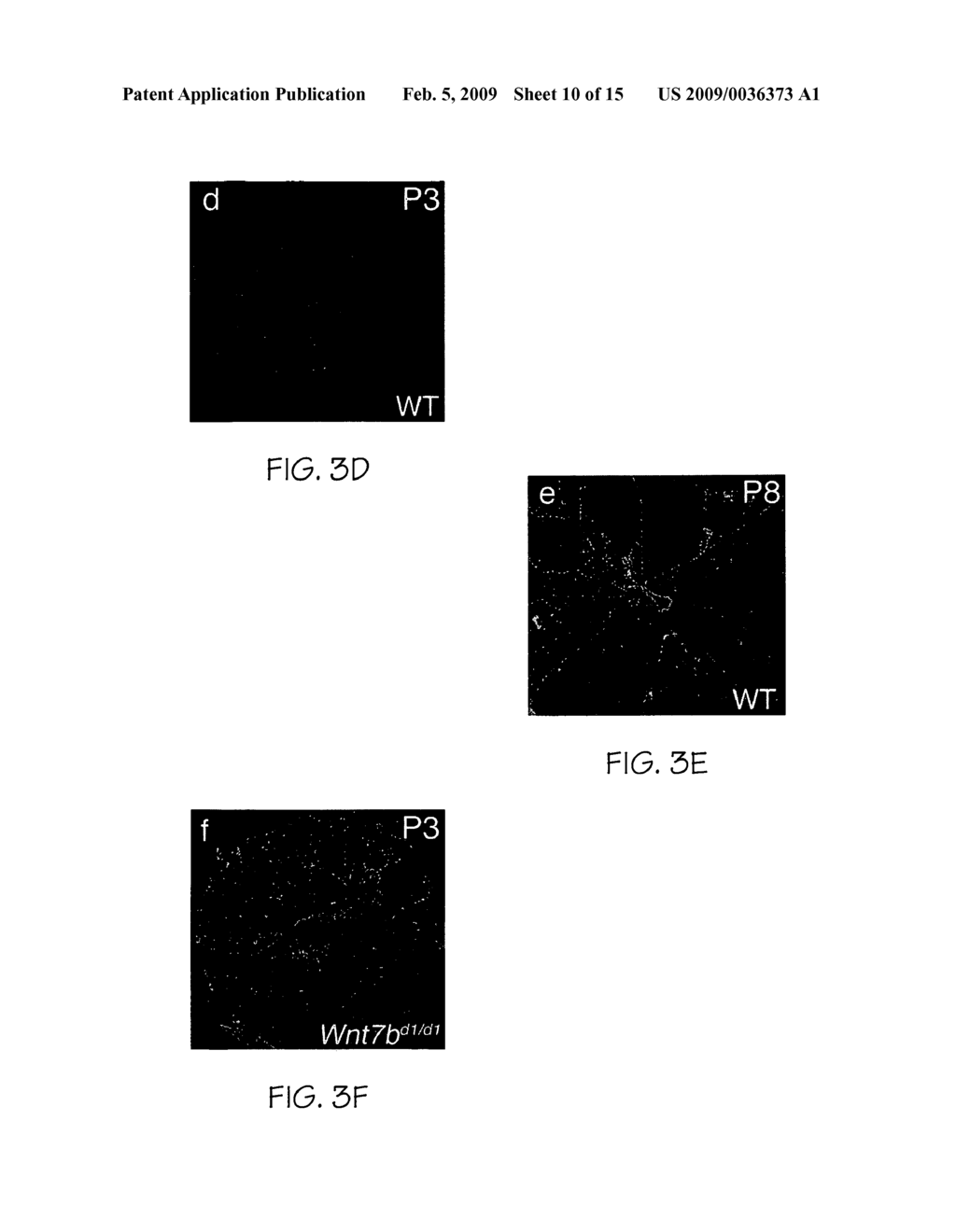 Compositions useful for and methods of modulating angiogenesis - diagram, schematic, and image 11