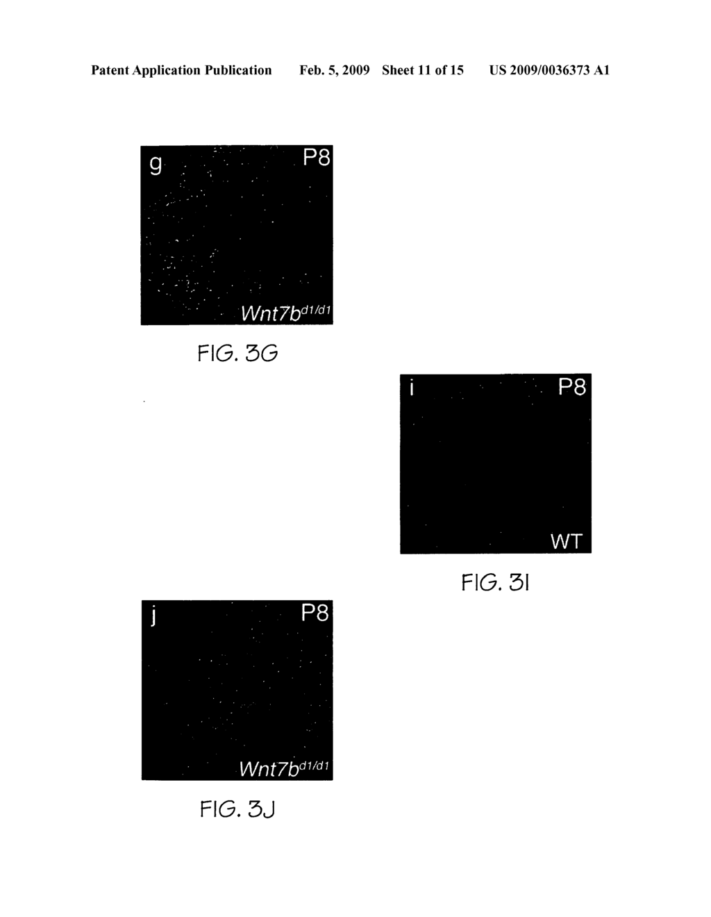 Compositions useful for and methods of modulating angiogenesis - diagram, schematic, and image 12