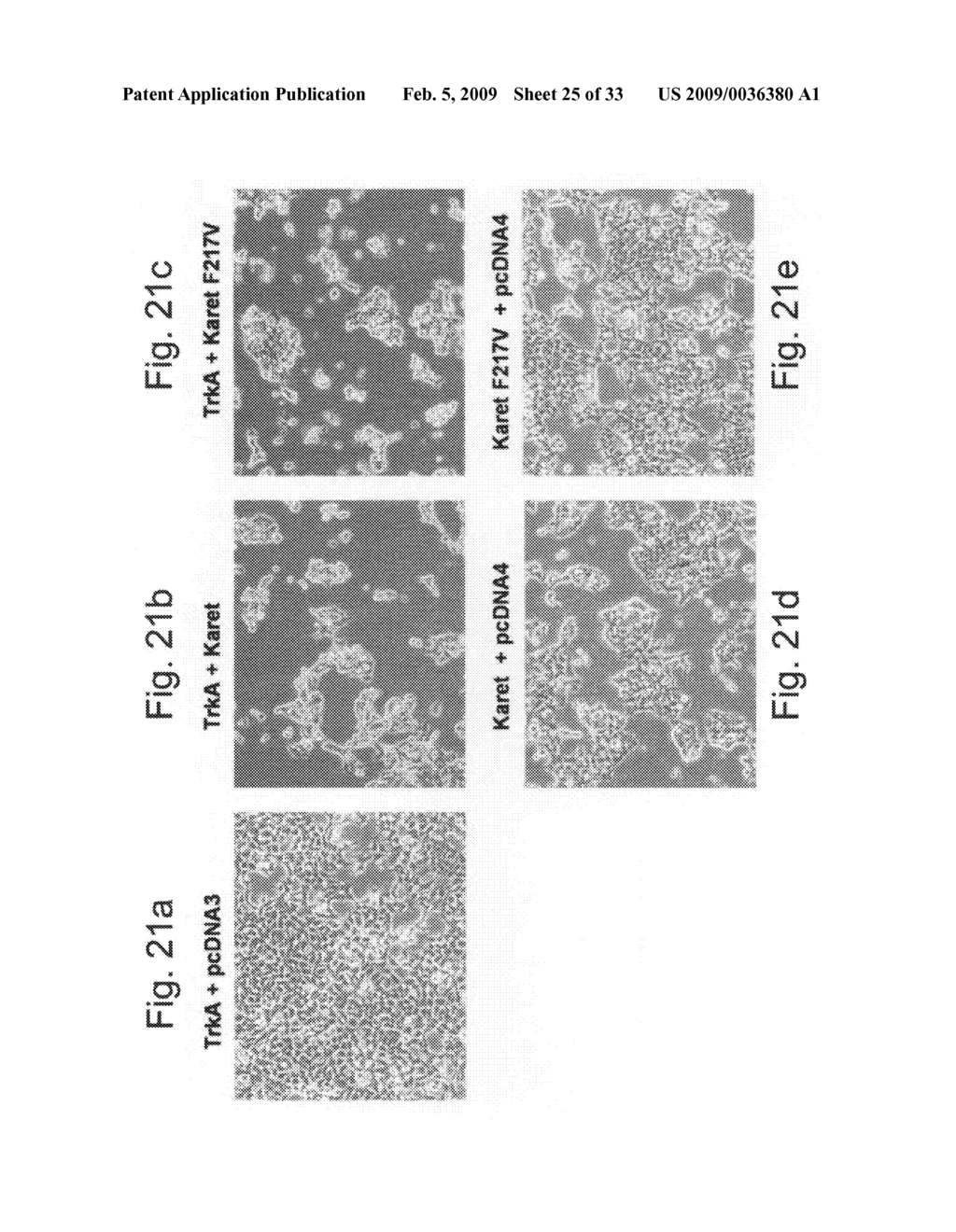 Composition And Method For Brain Tumor Therapy - diagram, schematic, and image 26