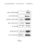 Guanylhydrazones in Methods of Treatment or Diagnosis as Modulators of Signal Transduction diagram and image