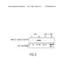 Guanylhydrazones in Methods of Treatment or Diagnosis as Modulators of Signal Transduction diagram and image