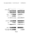 Guanylhydrazones in Methods of Treatment or Diagnosis as Modulators of Signal Transduction diagram and image