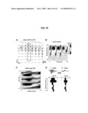 Neuronal Avalanche Assay diagram and image