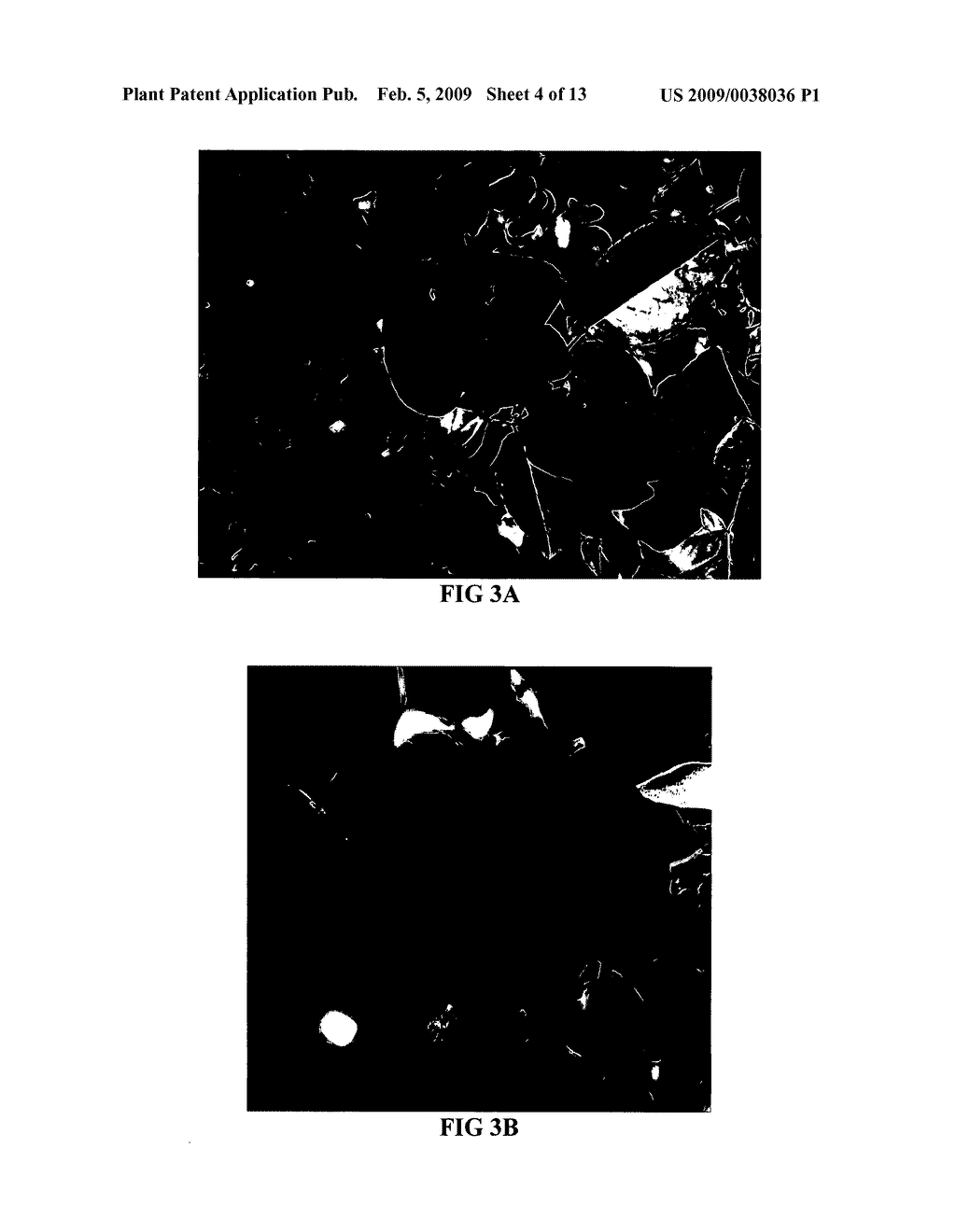 Rose plant named 'Emily Carr' - diagram, schematic, and image 07