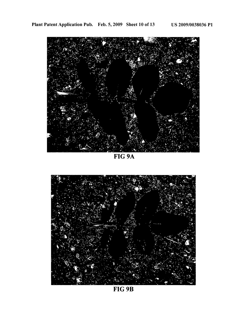 Rose plant named 'Emily Carr' - diagram, schematic, and image 13