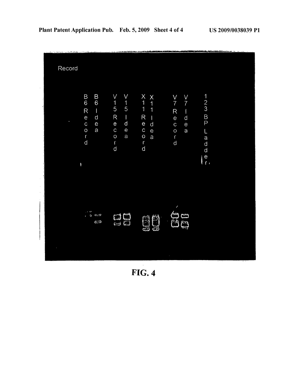 Strawberry plant named 'RECORD' - diagram, schematic, and image 08