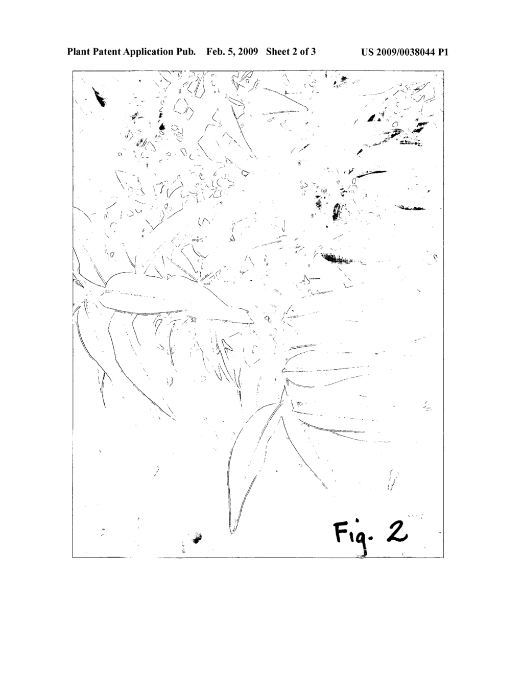 Syzygium floribundum plant named 'DOW20' - diagram, schematic, and image 04