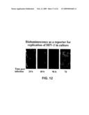 Non-invasive localization of a light-emitting conjugate in a mammal diagram and image