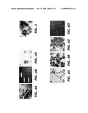 PROTEIN CAGES FOR THE DELIVERY OF MEDICAL IMAGING AND THERAPEUTIC AGENTS diagram and image