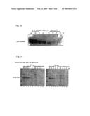 Replication-Deficient RNA Viruses as Vaccines diagram and image