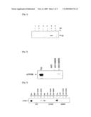 METHOD FOR IDENTIFYING TARGET PROTEIN OF DRUG AND METHOD FOR SCREENING THERAPEUTIC AGENT FOR DIABETES USING THE TARGET PROTEIN diagram and image