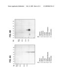 121P1F1: A TISSUE SPECIFIC PROTEIN HIGHLY EXPRESSED IN VARIOUS CANCERS diagram and image