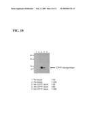 121P1F1: A TISSUE SPECIFIC PROTEIN HIGHLY EXPRESSED IN VARIOUS CANCERS diagram and image