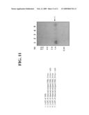 121P1F1: A TISSUE SPECIFIC PROTEIN HIGHLY EXPRESSED IN VARIOUS CANCERS diagram and image