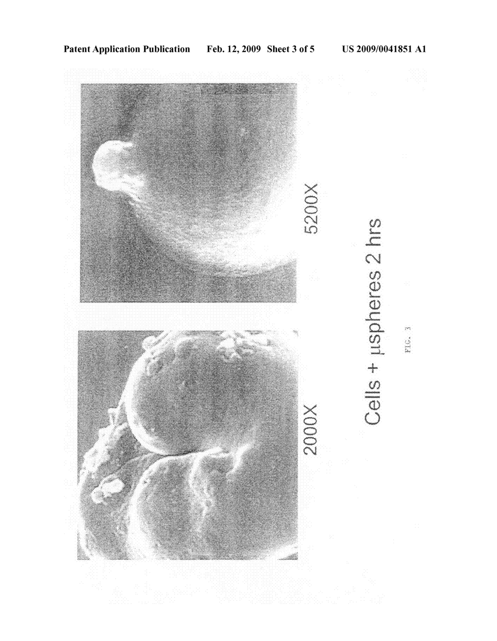 Composition for the delivery of live cells and methods of use thereof - diagram, schematic, and image 04