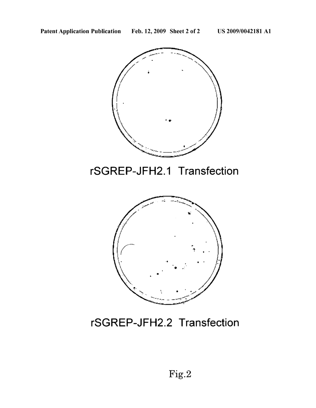 Nucleic acid and gene derived from novel HCV strain and replicon-replicating cell using said gene - diagram, schematic, and image 03