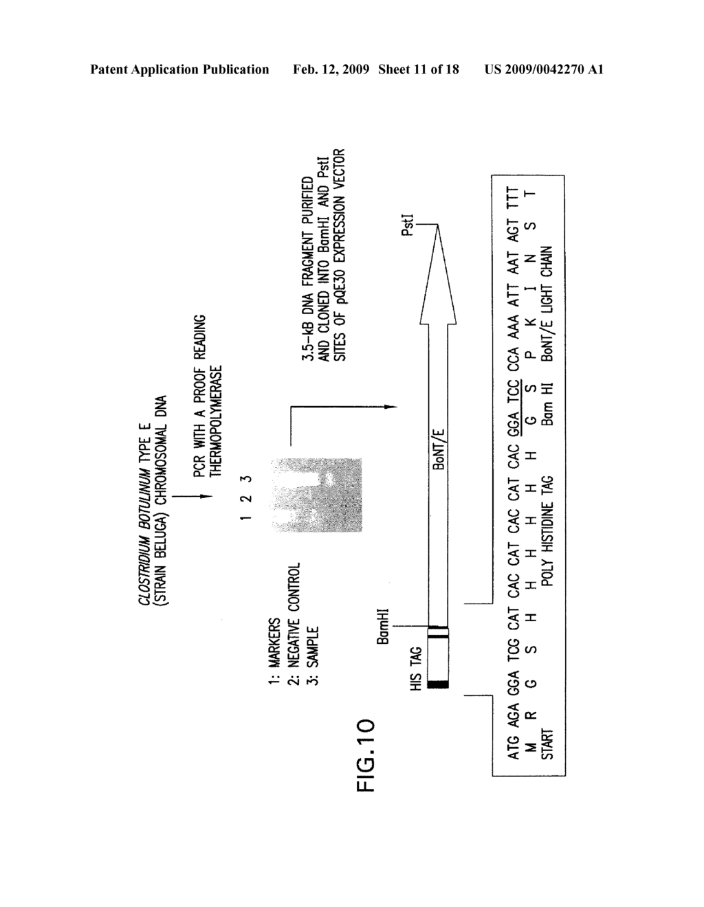 ACTIVATABLE RECOMBINANT NEUROTOXINS - diagram, schematic, and image 12