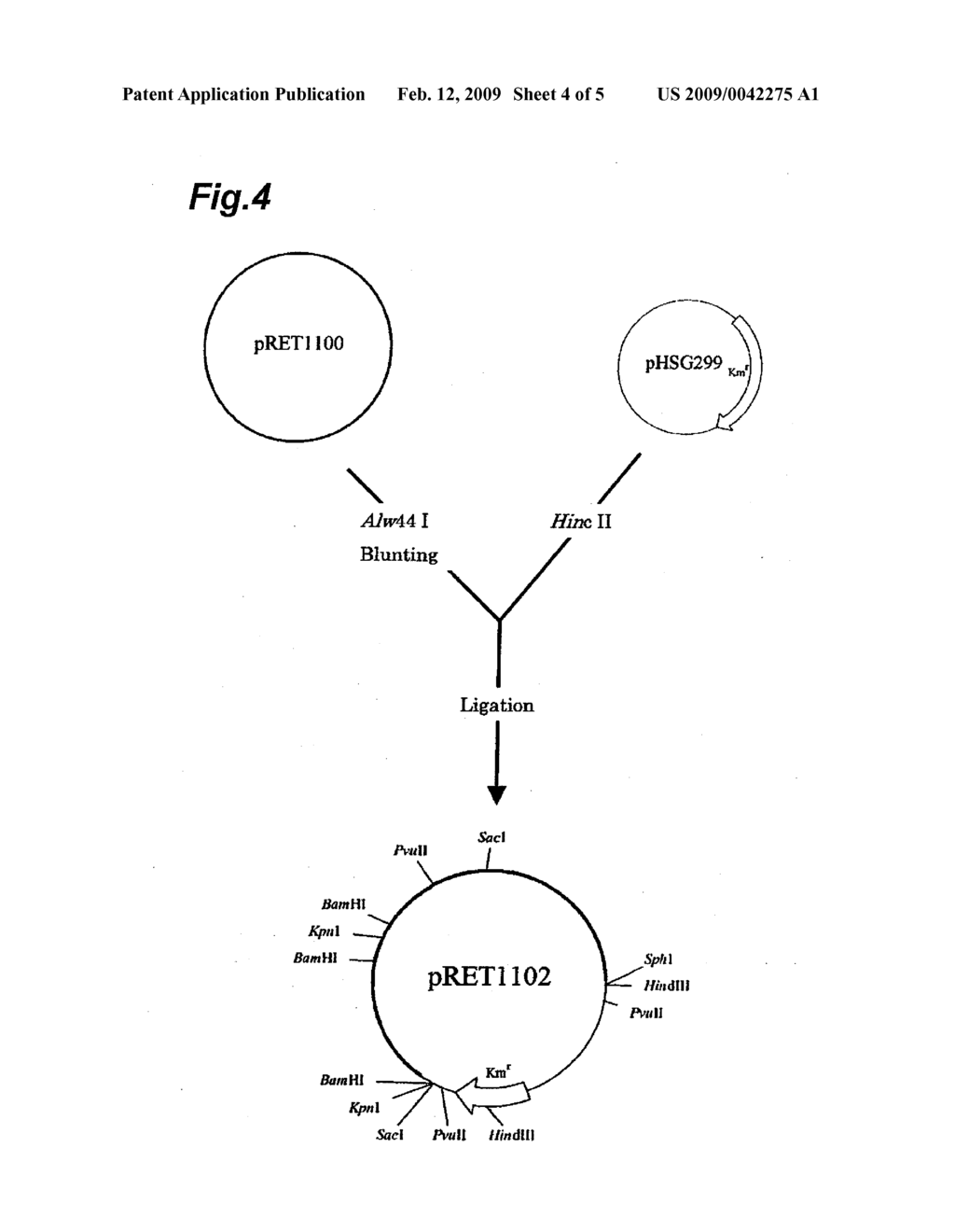 NOVEL PLASMIDS AND UTILIZATION THEREOF - diagram, schematic, and image 05