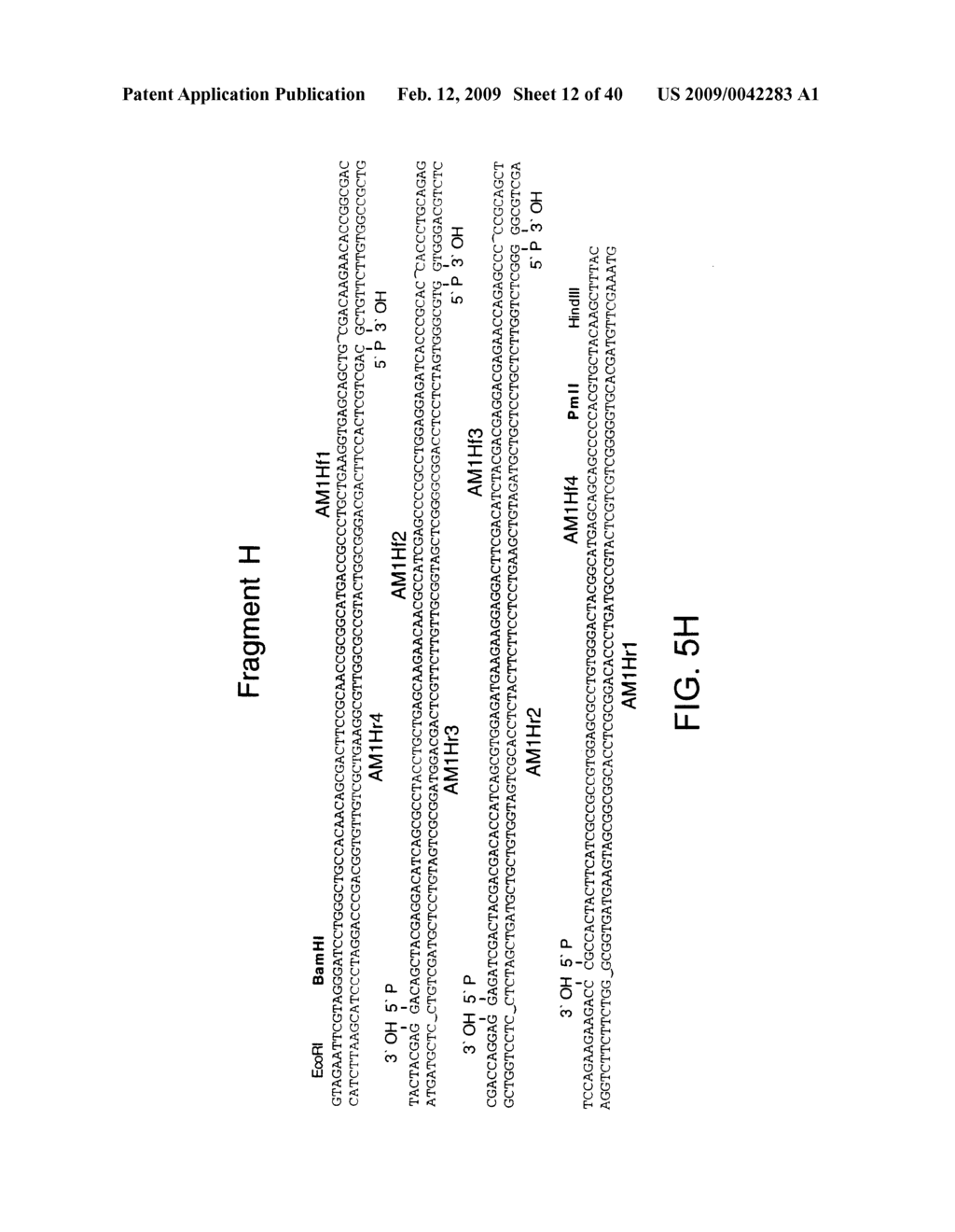 OPTIMIZED MESSENGER RNA - diagram, schematic, and image 13