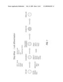 PDX1 EXPRESSING ENDODERM diagram and image